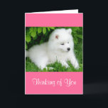 Thinking of You White Samoyed Puppy Dog Pink Card Kaart<br><div class="desc">Wie kan het schattige gezicht van een Samoyed puppy hond weerstaan? Dit zoete Thinking van You wenskaart heeft een witte Samoyed puppy die in groen gras ligt. Verse binnenkant zegt: Ik stuur deze kaart zonder reden, behalve om je te laten weten hoe speciaal je bent. Miss jij wenskaarten zijn een...</div>