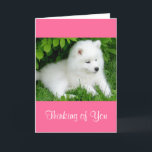 Thinking of You White Samoyed Puppy Dog Pink Card Kaart<br><div class="desc">Wie kan het schattige gezicht van een Samoyed puppy hond weerstaan? Dit zoete Thinking van You wenskaart heeft een witte Samoyed puppy die in groen gras ligt. Verse binnenkant zegt: Ik stuur deze kaart zonder reden, behalve om je te laten weten hoe speciaal je bent. Miss jij wenskaarten zijn een...</div>