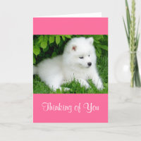 Thinking of You White Samoyed Puppy Dog Pink Card