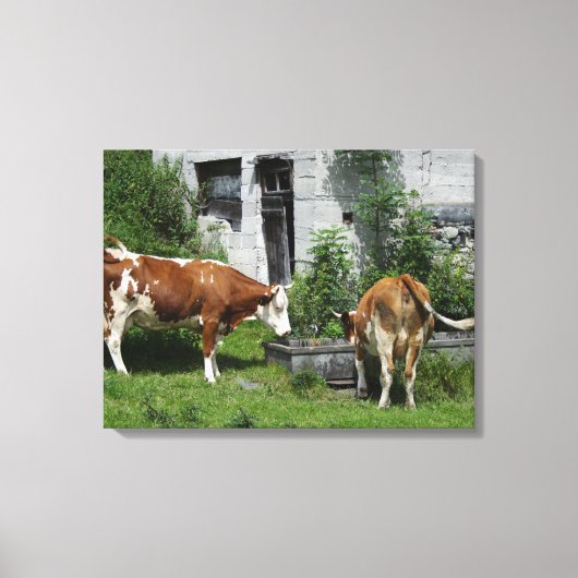 Thirsty Fleckvieh Canvas Afdruk (Voorkant)