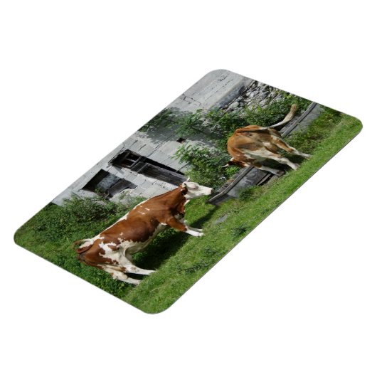 Thirsty Fleckvieh Magneet (Linkerzijde)