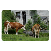 Thirsty Fleckvieh Magneet (Horizontaal)