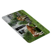 Thirsty Fleckvieh Magneet (Rechterzijde)