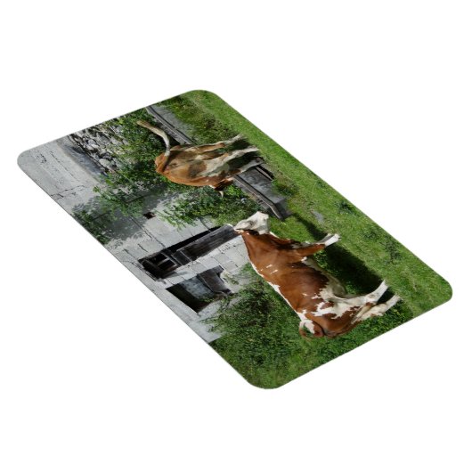 Thirsty Fleckvieh Magneet (Rechterzijde)