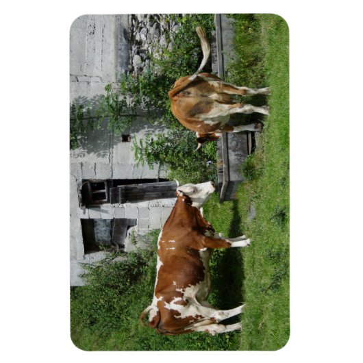 Thirsty Fleckvieh Magneet (Verticaal)