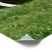 Thirsty Fleckvieh Poster (Hoek)