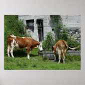 Thirsty Fleckvieh Poster (Voorkant)