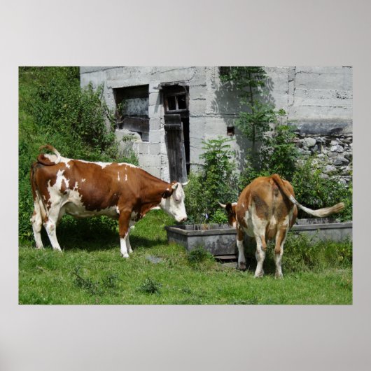 Thirsty Fleckvieh Poster (Voorkant)