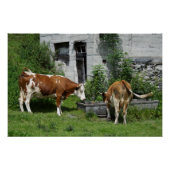 Thirsty Fleckvieh Poster (Voorkant)