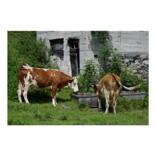 Thirsty Fleckvieh Poster