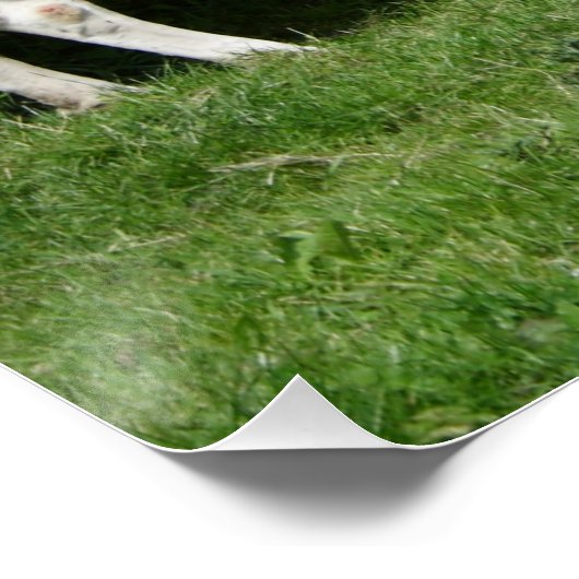 Thirsty Fleckvieh Poster (Hoek)