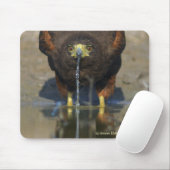 Thirsty Harris Hawk Muismat (Met muis)