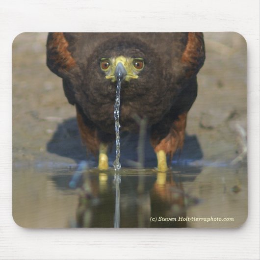 Thirsty Harris Hawk Muismat (Voorkant)