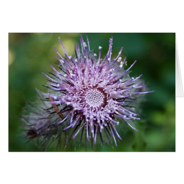 Thistle (Voorkant Horizontaal)