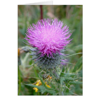 Thistle