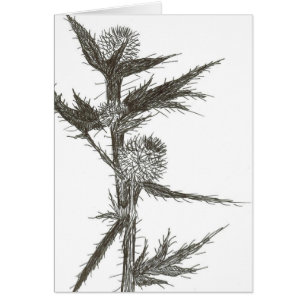 Thistle, blank