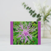 Thistle Blossom Briefkaart (Staand voorkant)