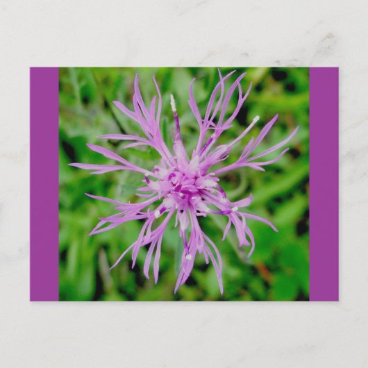 Thistle Blossom Briefkaart (Voorkant)