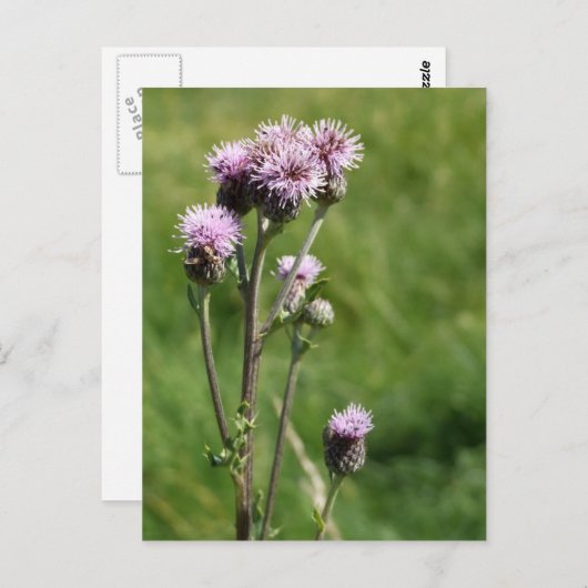 Thistle Briefkaart (Voorkant / Achterkant)