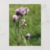 Thistle Briefkaart (Voorkant)