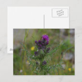 Thistle Briefkaart (Voorkant / Achterkant)