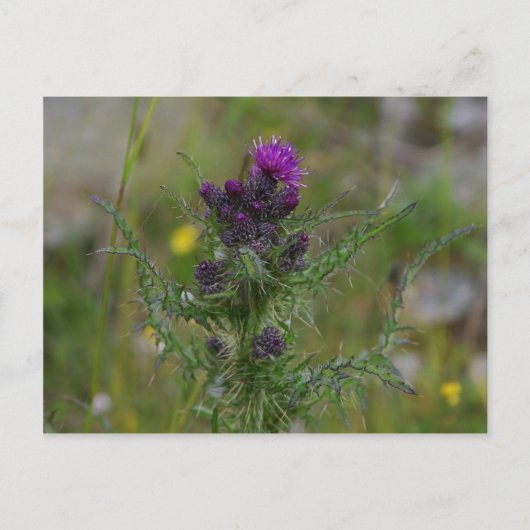 Thistle Briefkaart (Voorkant)