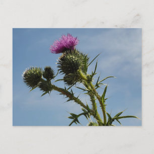 Thistle Briefkaart