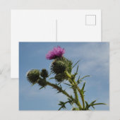 Thistle Briefkaart (Voorkant / Achterkant)