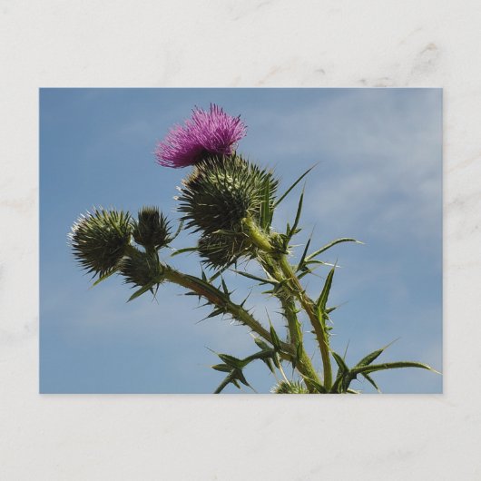 Thistle Briefkaart (Voorkant)