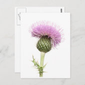Thistle Briefkaart (Voorkant / Achterkant)