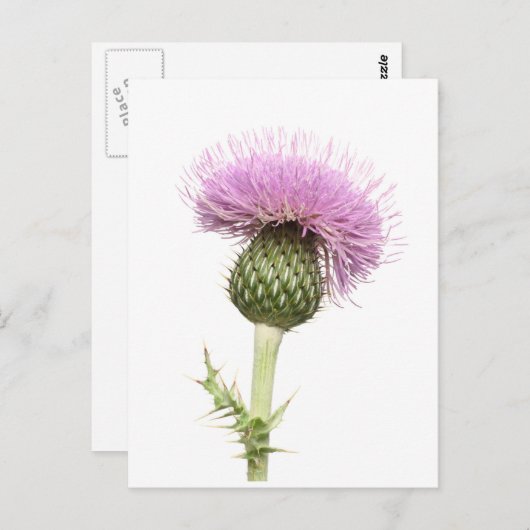 Thistle Briefkaart (Voorkant / Achterkant)