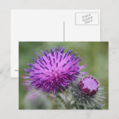 Thistle Briefkaart (Voorkant / Achterkant)