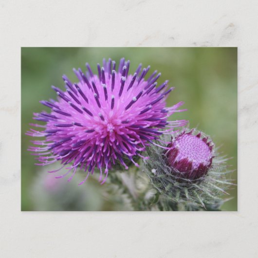 Thistle Briefkaart (Voorkant)