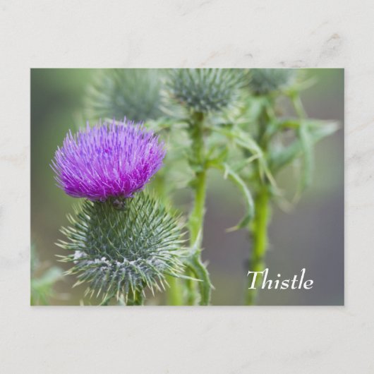 Thistle Briefkaart (Voorkant)