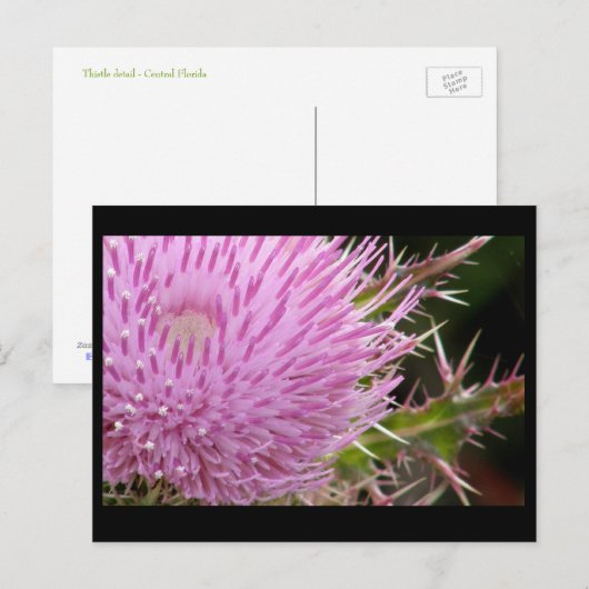 Thistle Briefkaart (Voorkant / Achterkant)
