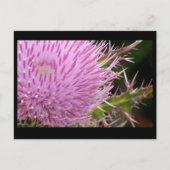 Thistle Briefkaart (Voorkant)