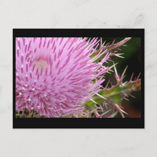Thistle Briefkaart (Voorkant)