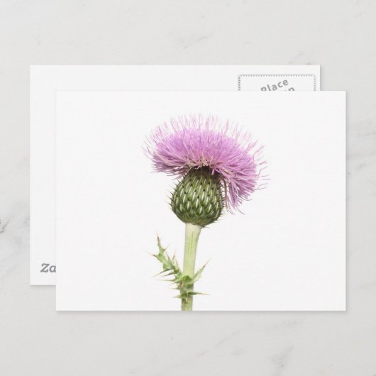 Thistle Briefkaart (Voorkant / Achterkant)