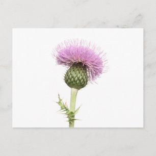 Thistle Briefkaart