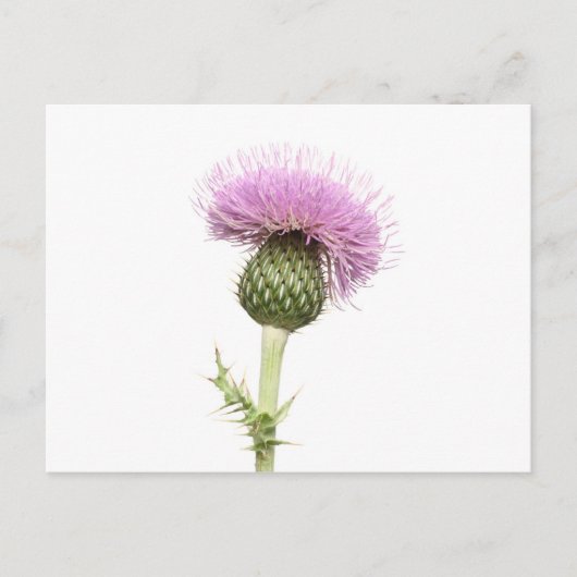 Thistle Briefkaart (Voorkant)