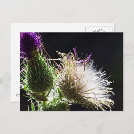 Thistle briefkaart (Voorkant / Achterkant)