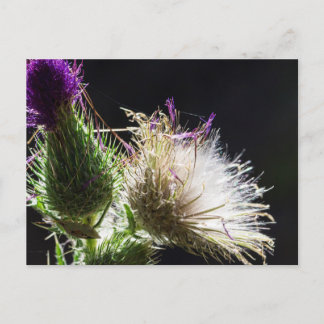 Thistle briefkaart