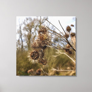 Thistle Canvas Afdruk