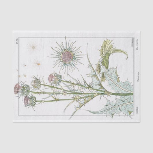 Thistle, Eugene Grasset's Botany-serie Tissuepapier (Voorkant)
