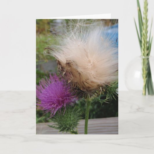 Thistle Flower and Down Card Kaart (Voorkant)