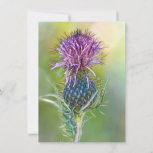Thistle Flower Kaart
