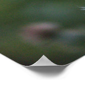 Thistle Flower Poster (Hoek)