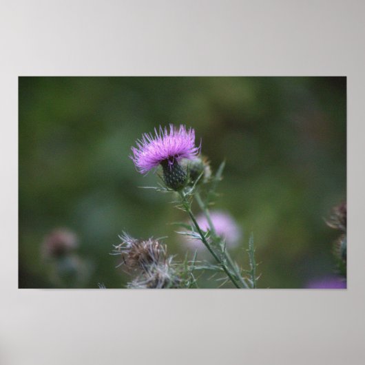 Thistle Flower Poster (Voorkant)