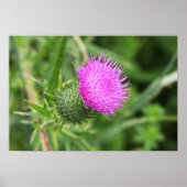 Thistle Flower Poster (Voorkant)