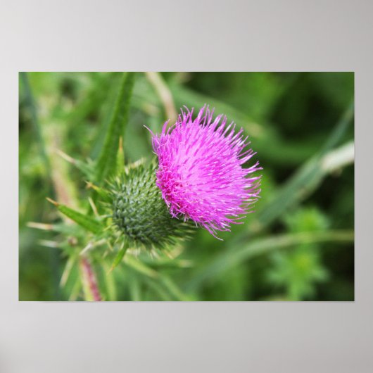 Thistle Flower Poster (Voorkant)